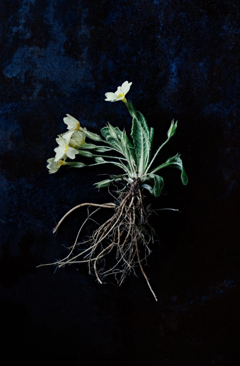 Oxalis, plante typique de la cuisine de Jean Sulpice