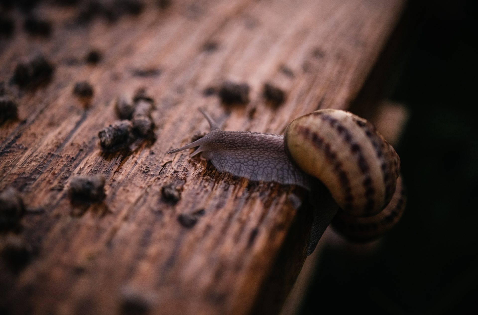 escargot sur une planche en bois
