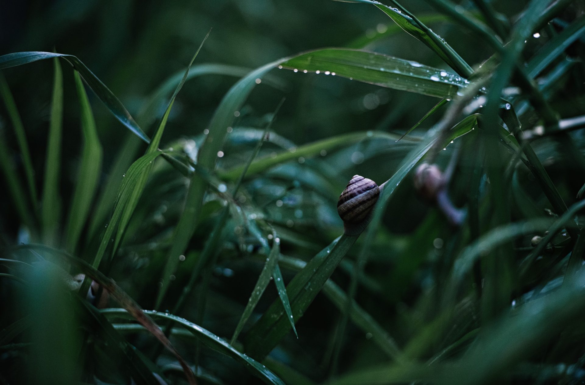 escargots dans l'herbe avec des gouttes d'eau