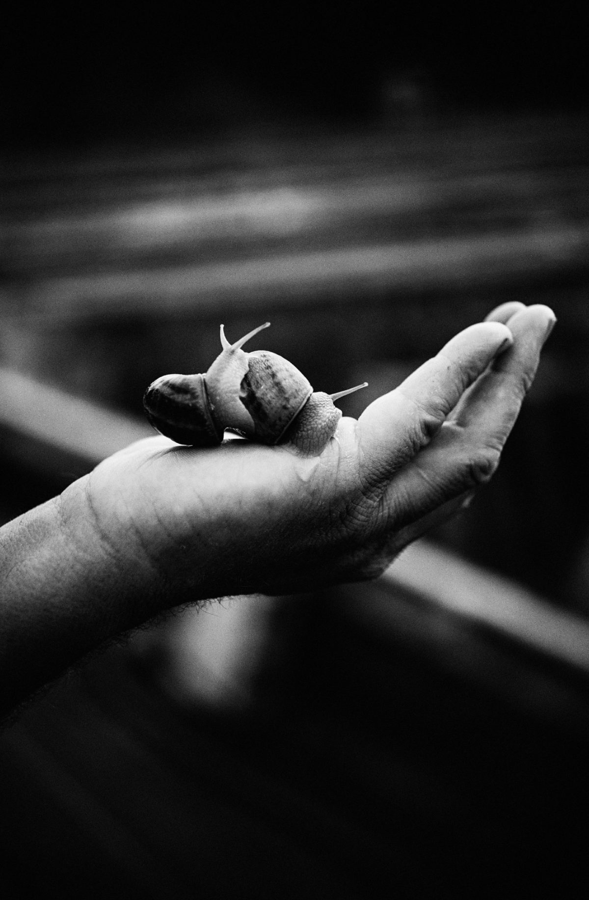 escargot sur une main, photo noir et blanc