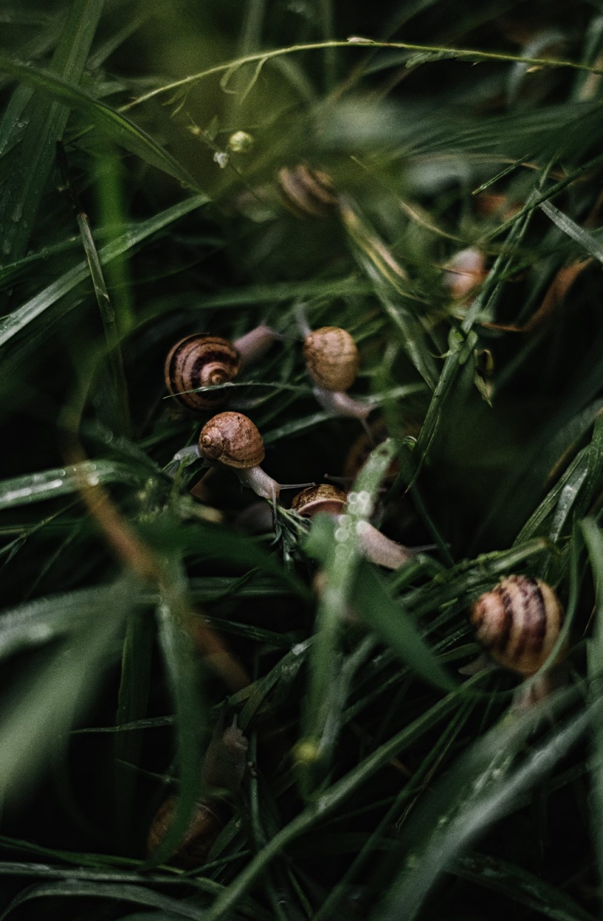 escargots dans l'herbe