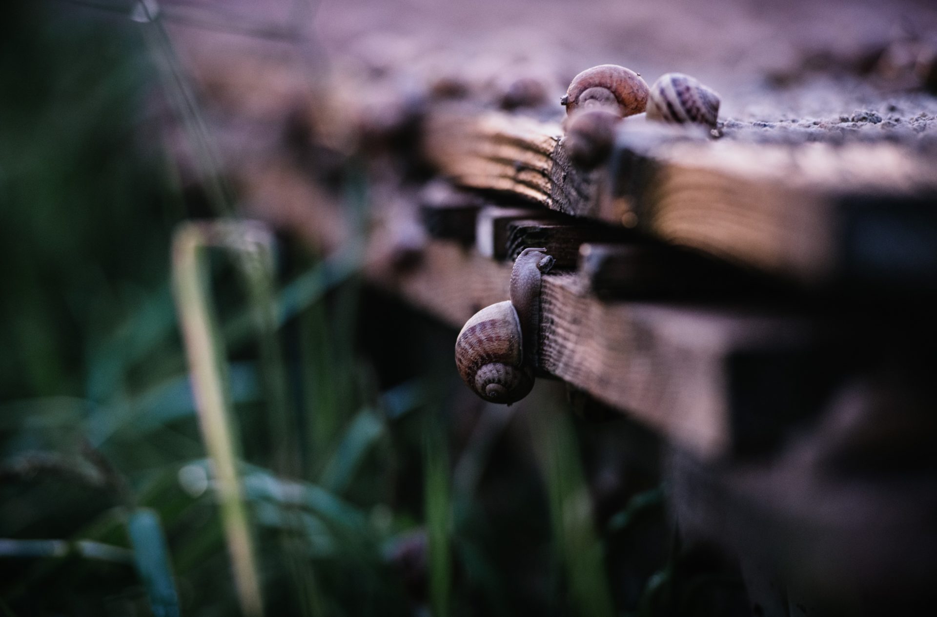 Elevage d'escargots en savoie