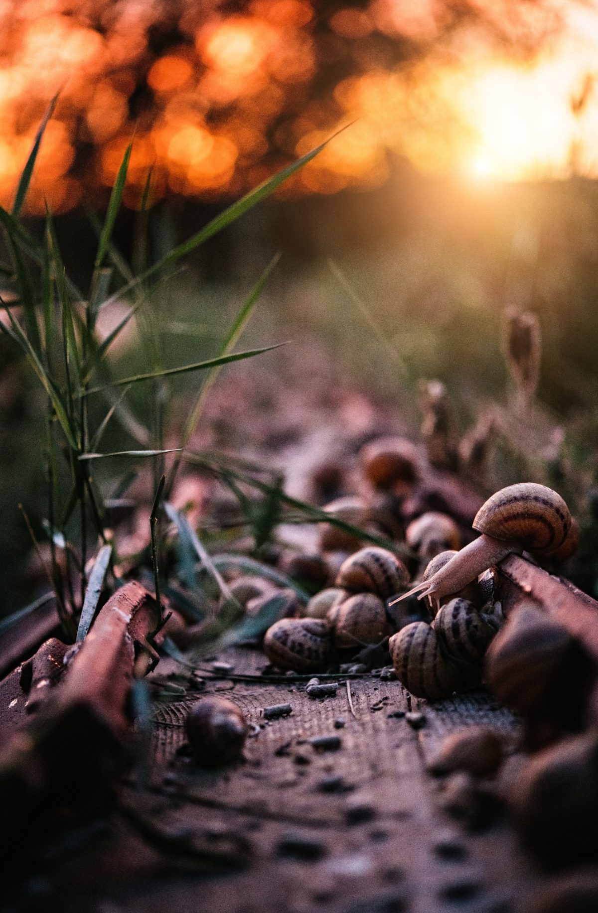 élevage d'escargots en savoie