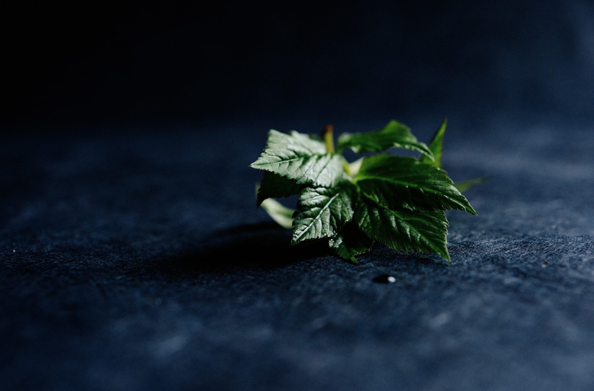 herbes sauvages pour une recette