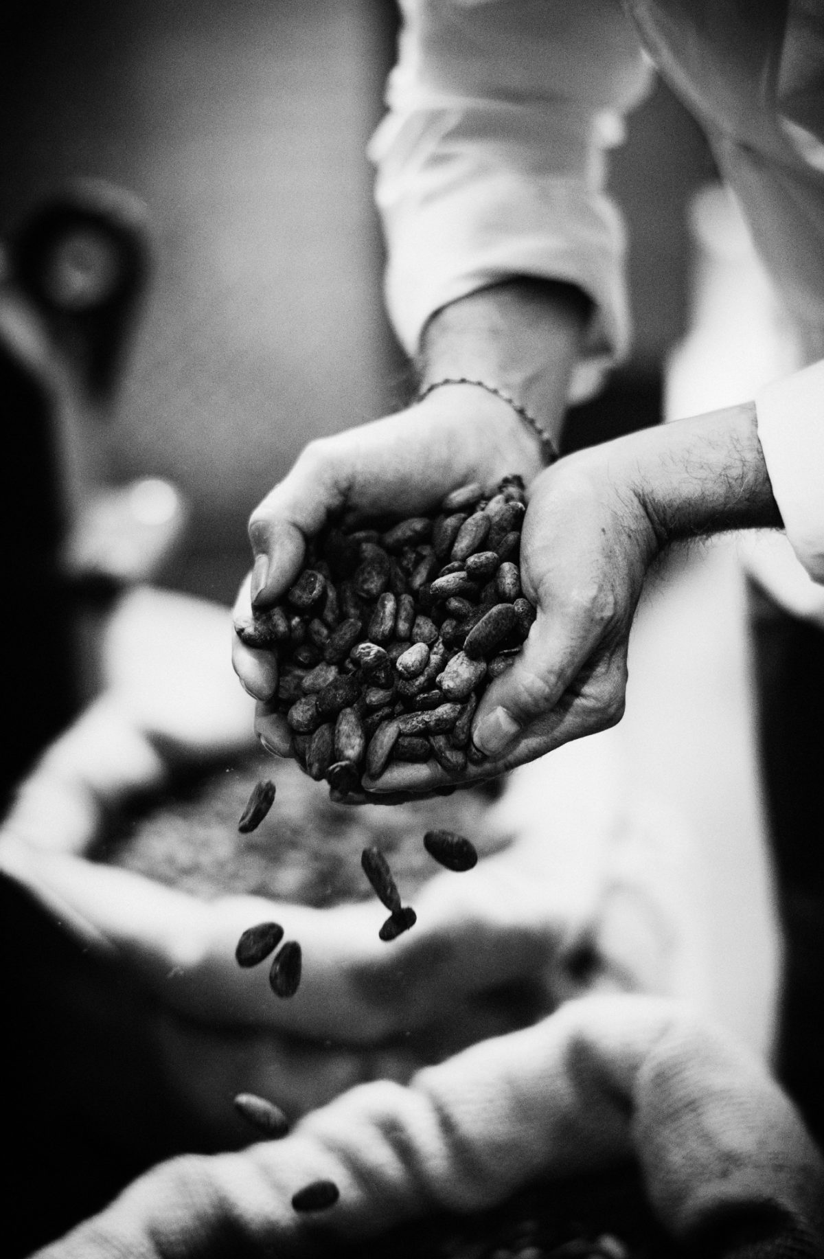 fèves de cacaco dans les mains de l'artisan